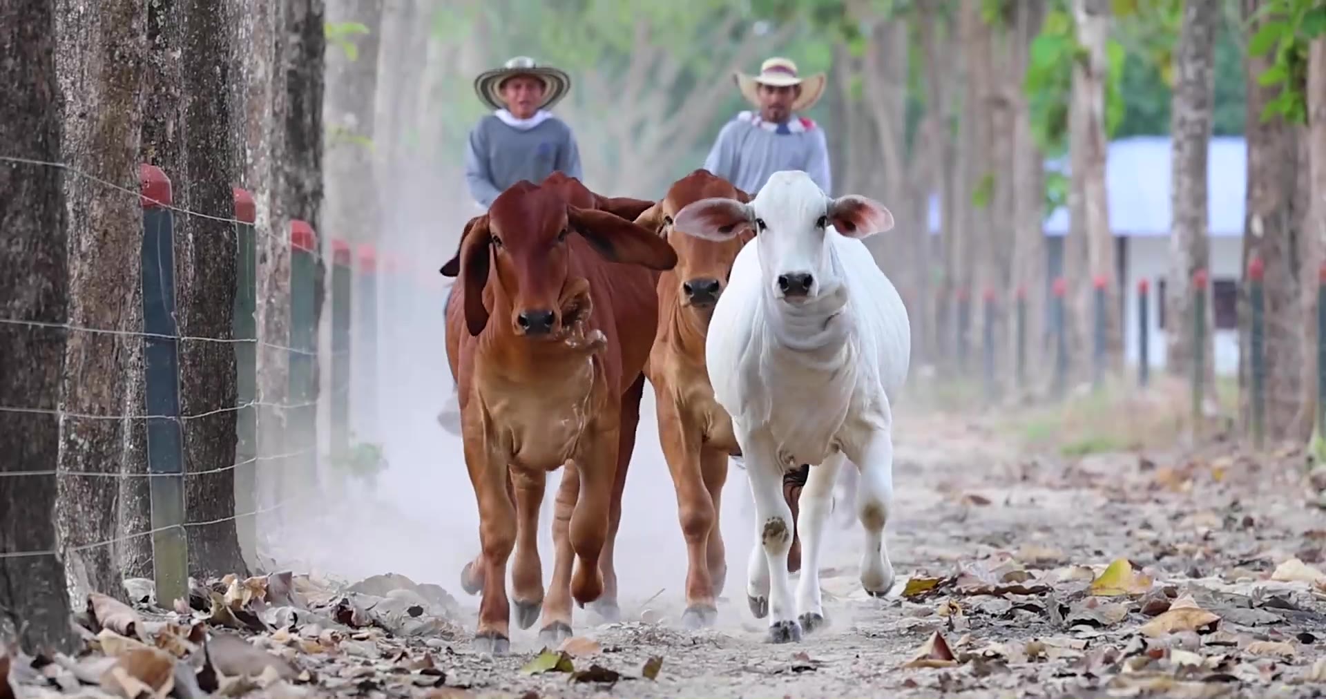 Arreo de ganado brahman en la finca