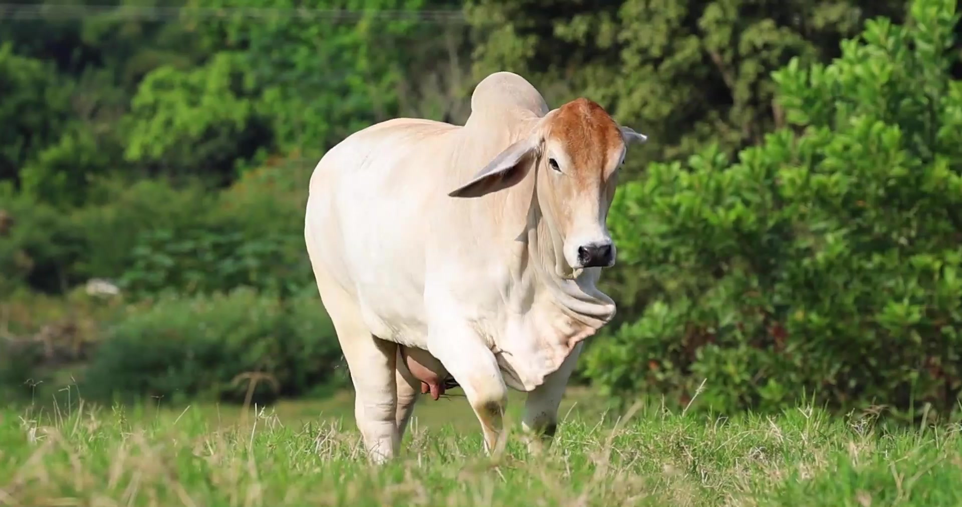 Ejemplar brahman en la pastura