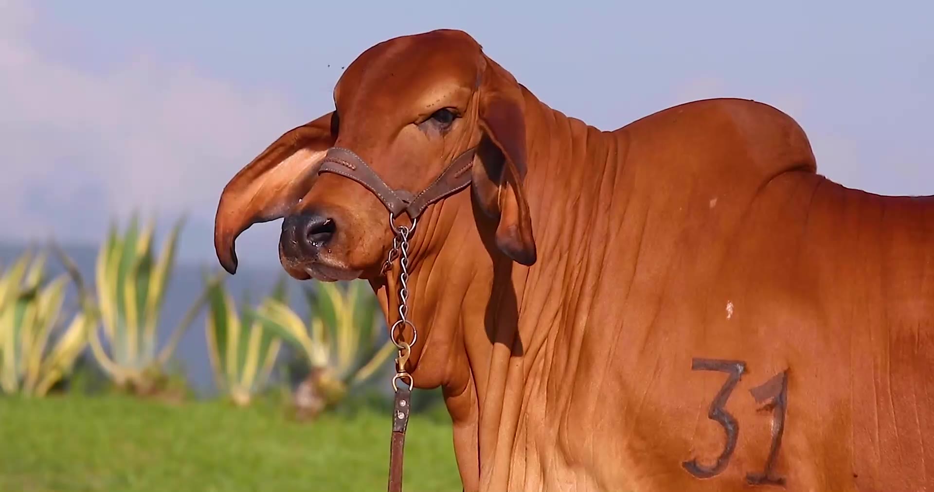 Ejemplar brahman rojo en pastura