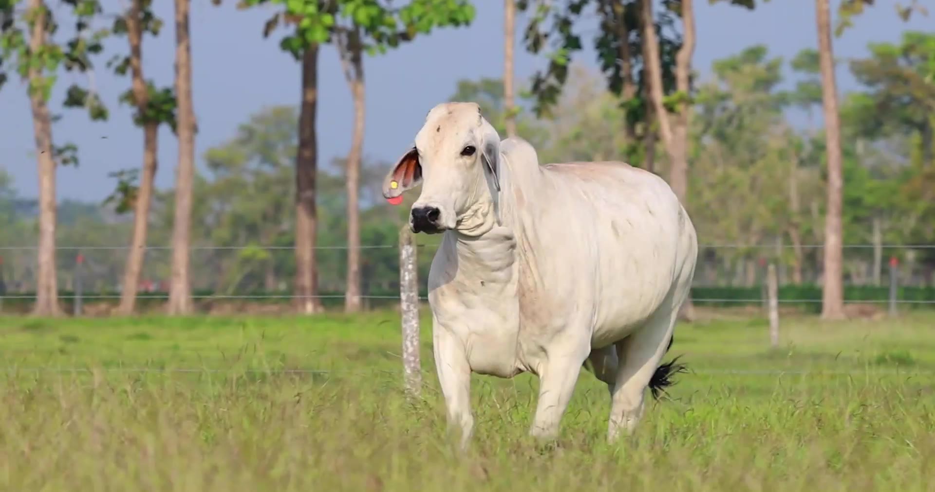 Brahman en el potrero