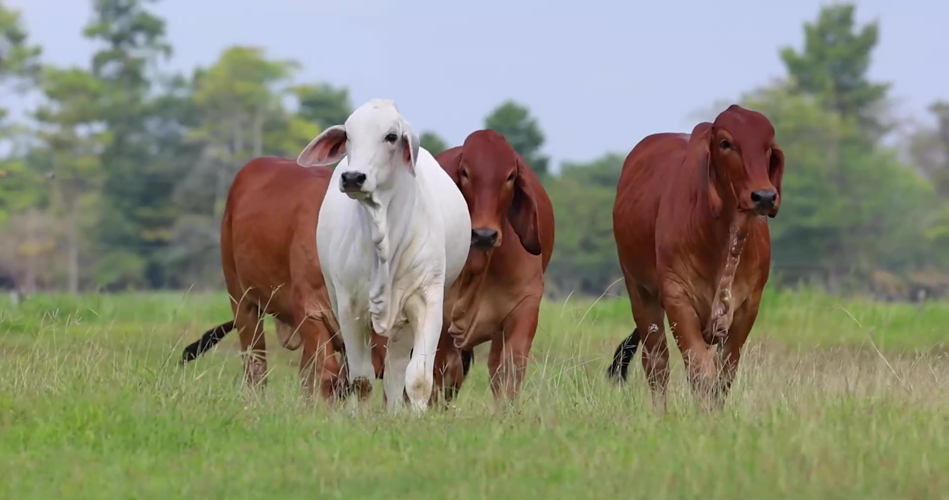 Ganado brahman reunido en el potrero