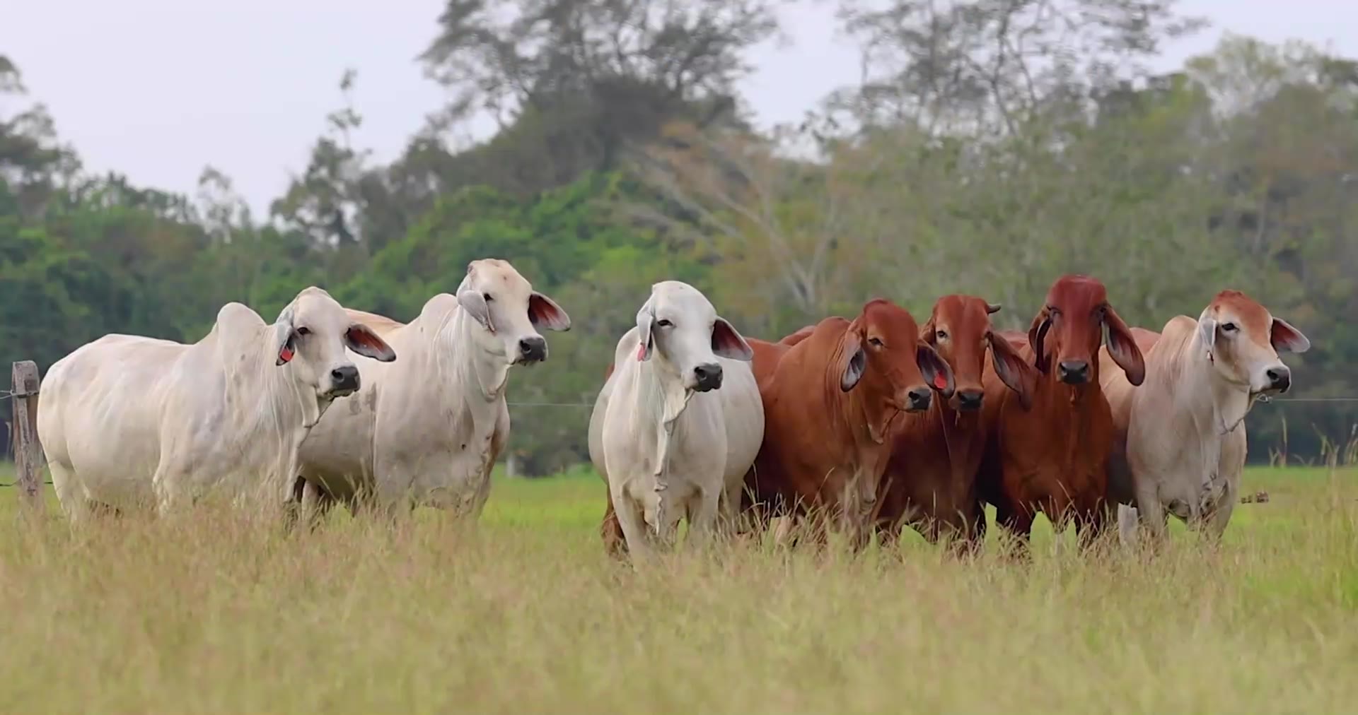 Ganado brahman en pastura alta